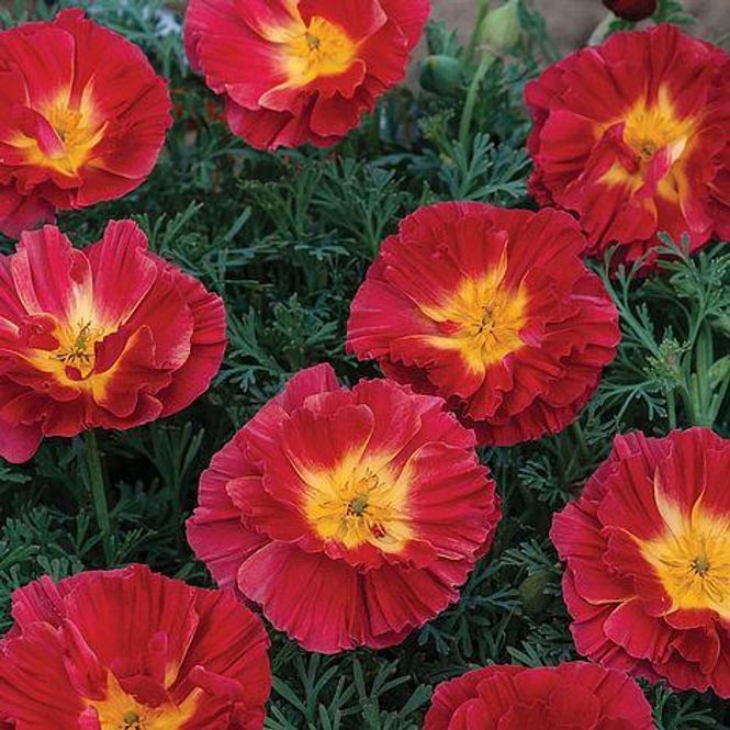 Hovedbilde Kaliforniavalmue Poppy Cherry Swirl - Frø -