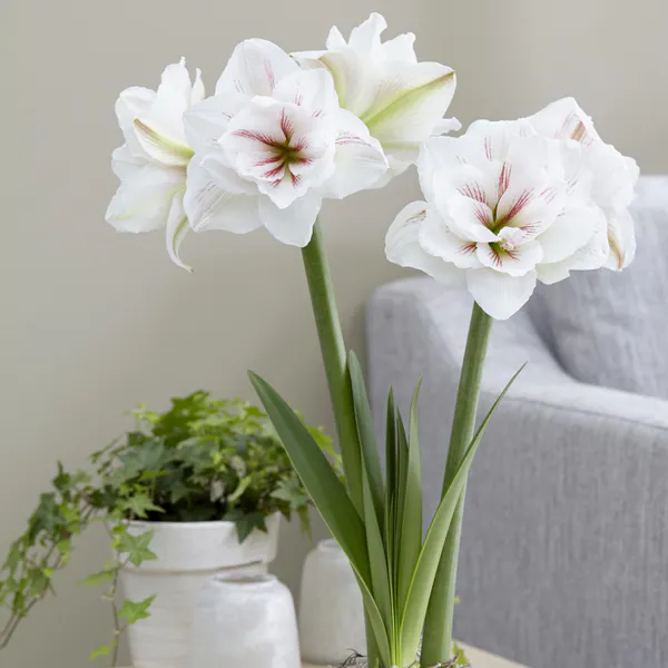 Hovedbilde Amaryllis Aquaro - 1 blomsterløk