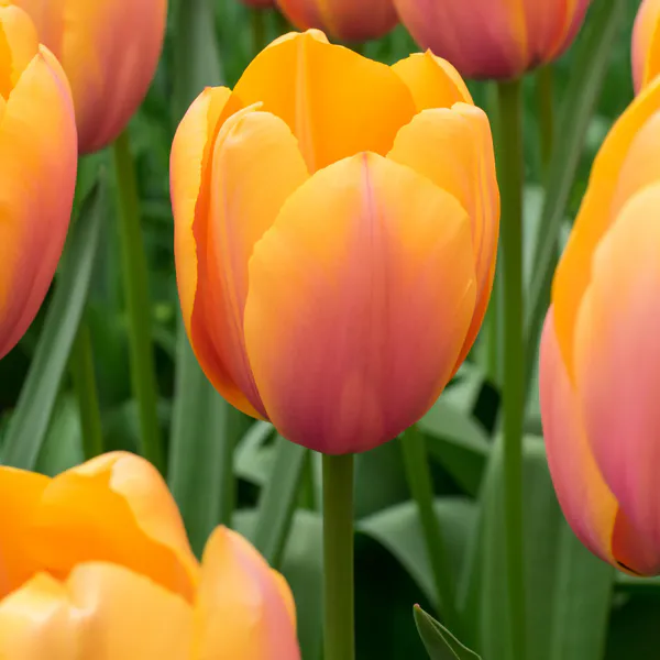 Hovedbilde Tulipan Blushing Impression  5 løk