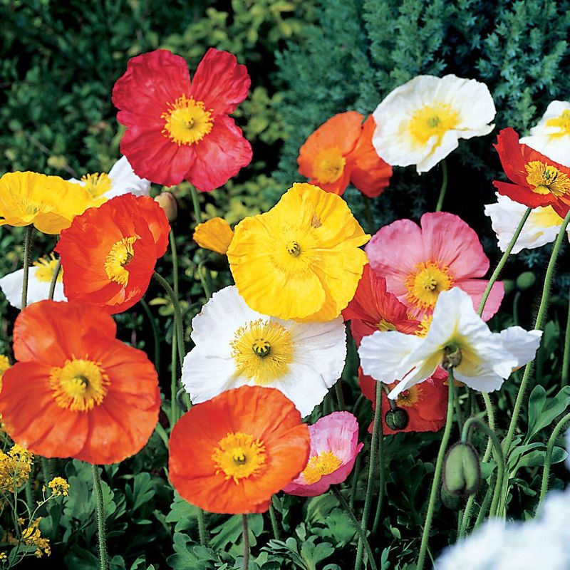 Papaver nudicaule Iceland Poppy -Frø- Sibirvalmue