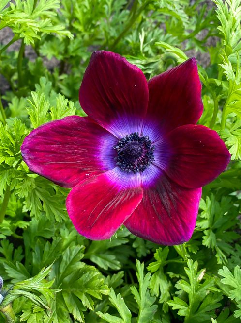 Hovedbilde Anemone Bordeaux - 10 knoller