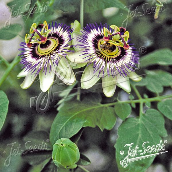 Hovedbilde Passiflora caerulea. Pasjonsblomst - Frø -