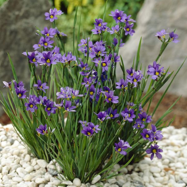 Hovedbilde Sisyrinchium idahoense var. macounii Moody Blues ...