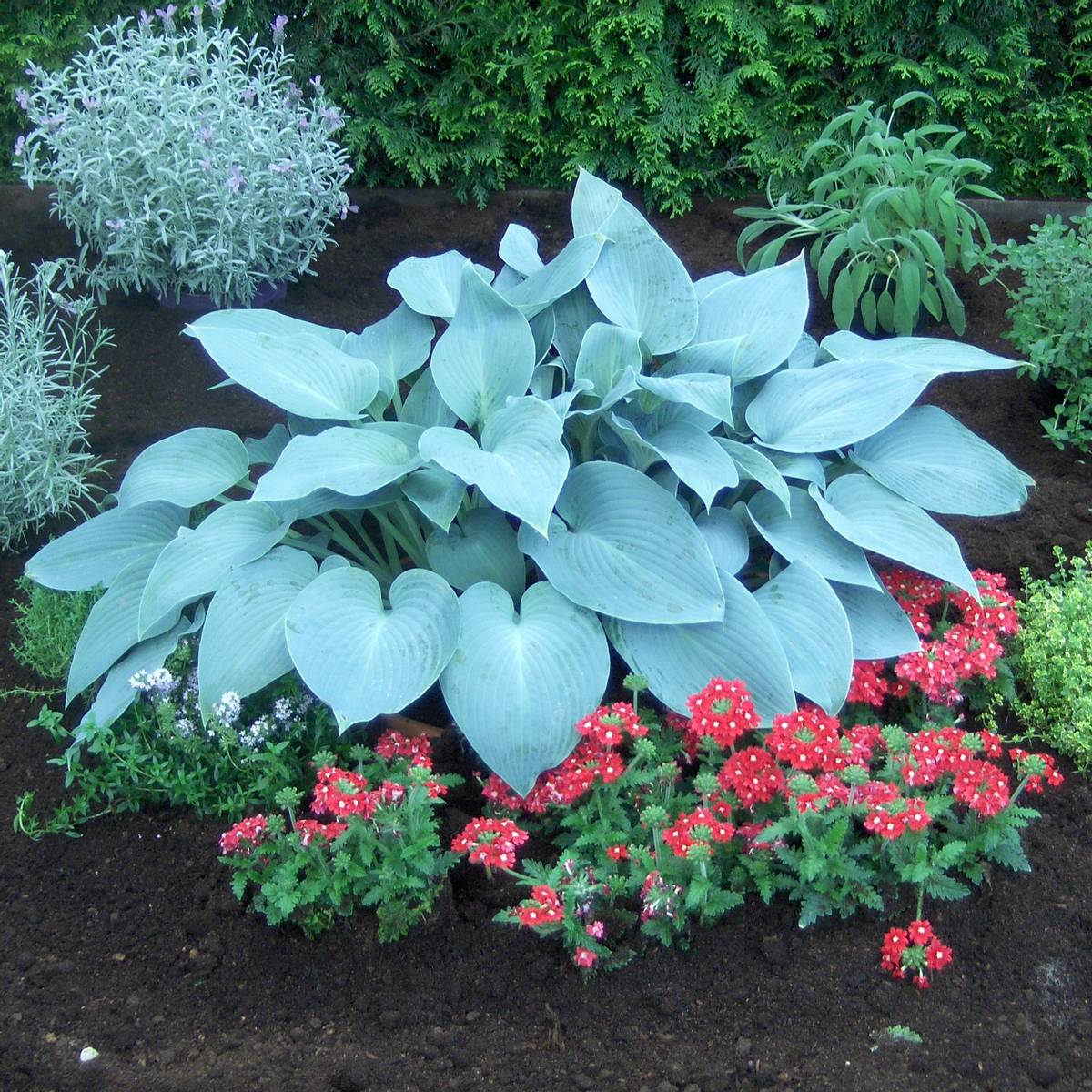 Hosta Canadian Blue - 1 rot