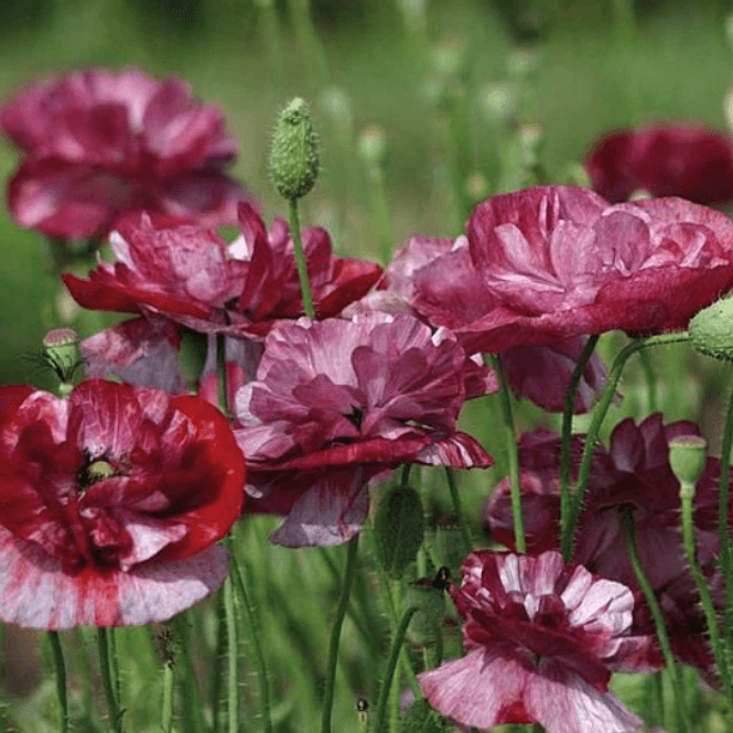 Hovedbilde Papaver rhoeas Burgundy Bigalow. Valmue -Frø-
