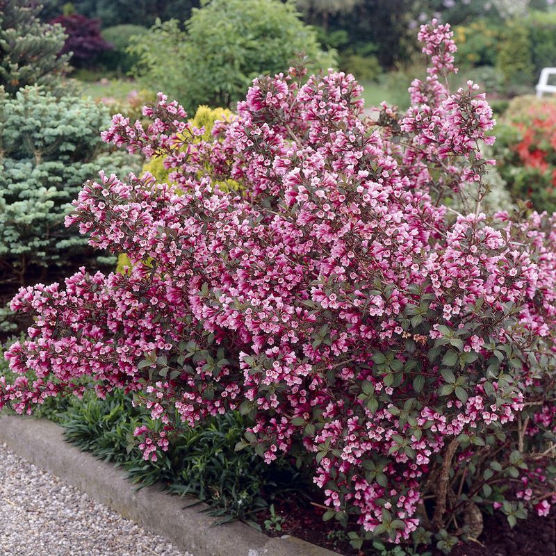 Weigela florida Minuet. Klokkebusk - 1 plante i 9 cm potte