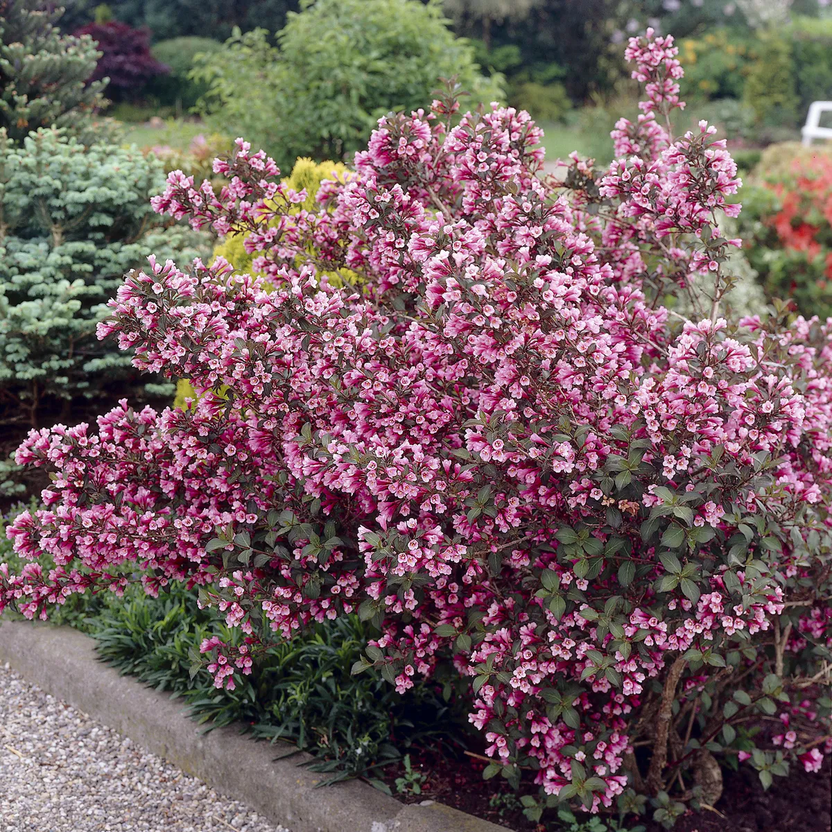 Weigela florida Minuet. Klokkebusk - 1 plante i 9 cm potte