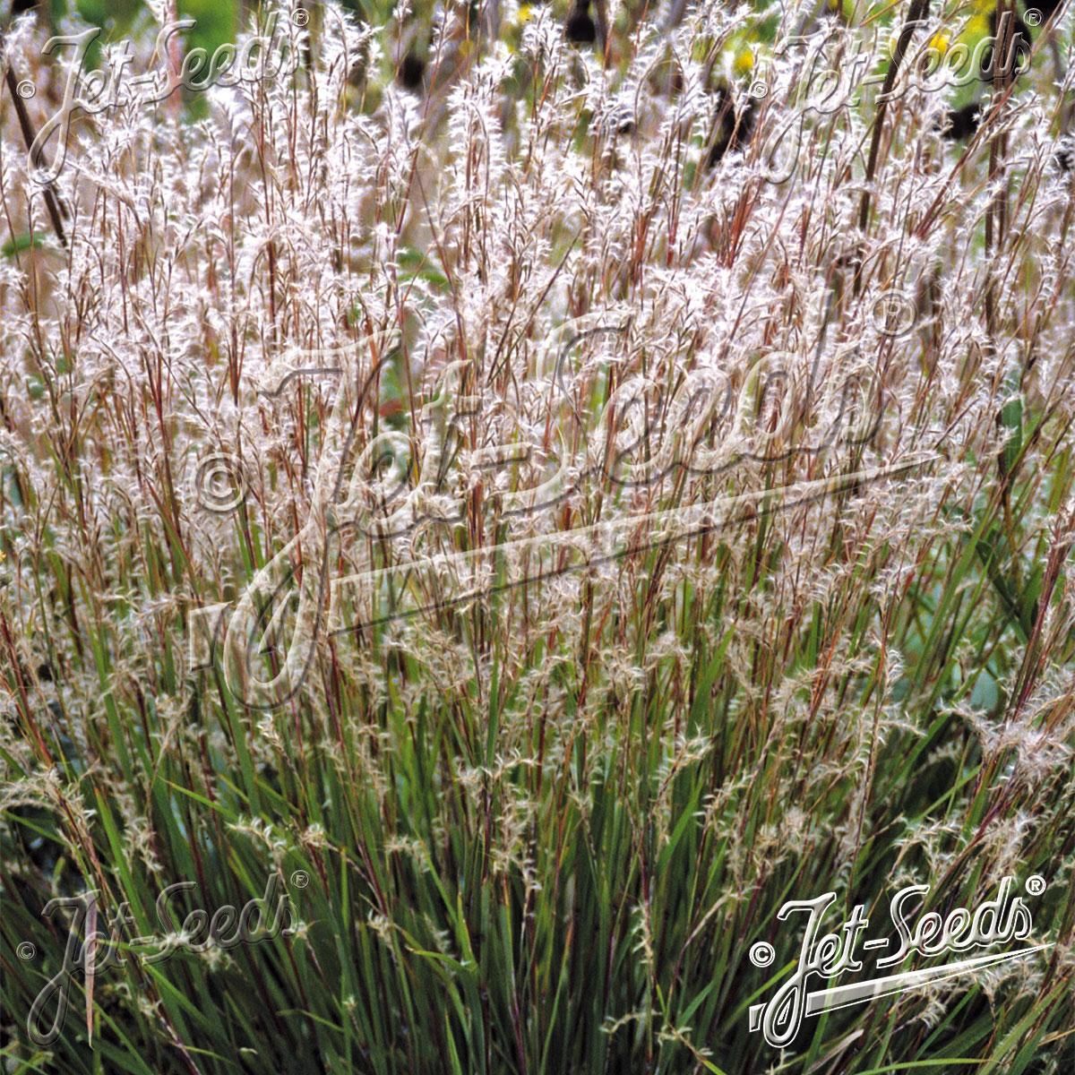 Andropogon scoparius Blaze. Prydgress -Frø- 