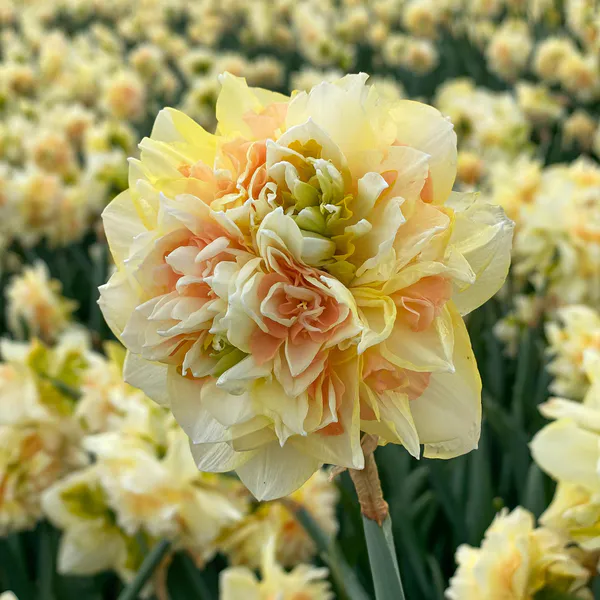 Hovedbilde Påskelilje Pom Pom Rose - 3 løk
