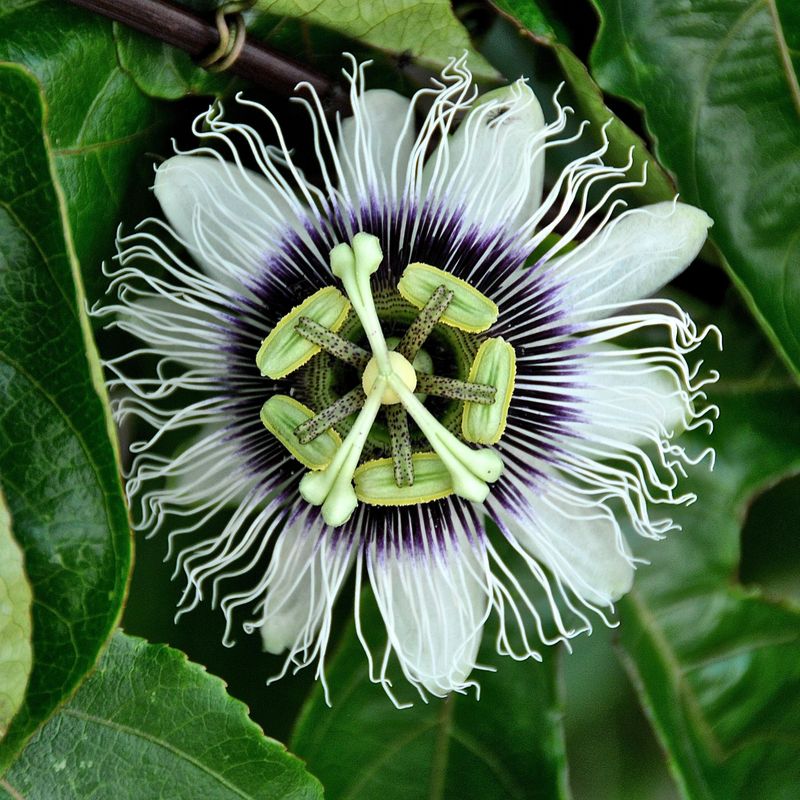 Passiflora edulis Frederik  Pasjonsblomst i 9 cm potte.
