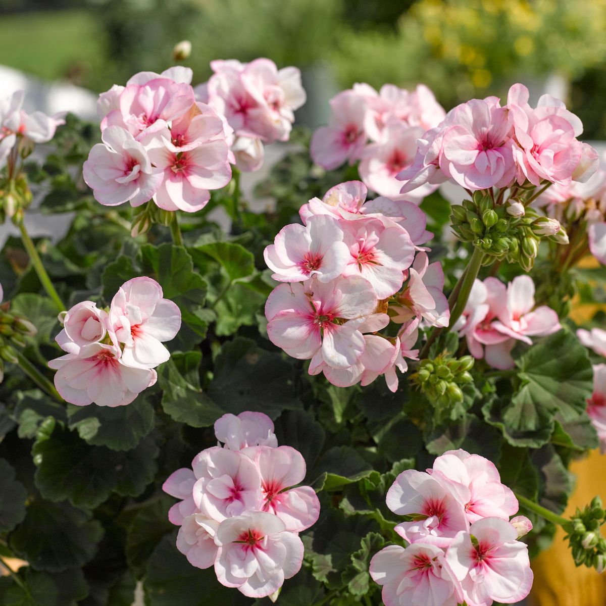 Pelargonium zonale Estelle. 1 plante i 10,5 cm potte