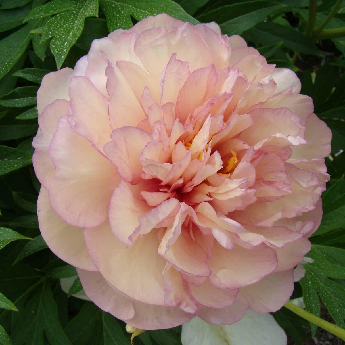 Paeonia Itoh-hybrid Scrumdidleumptious. Edelpeon  1 rot