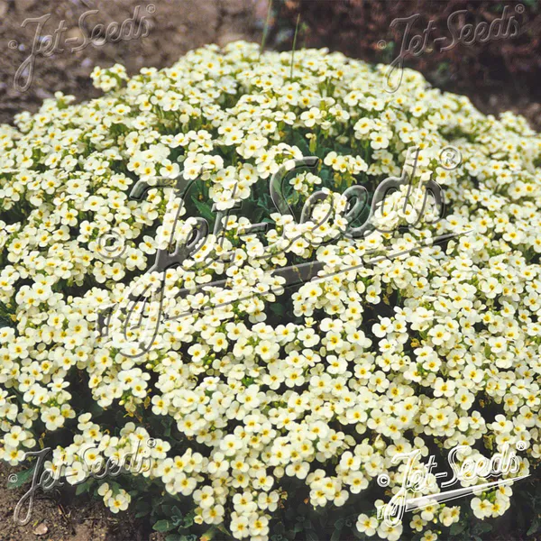 Hovedbilde Arabis  caucasica Pixie Cream -Frø- Skrinneblomst