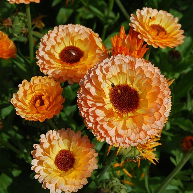 Hovedbilde Calendula officinalis Pink Surprise -Frø- ...
