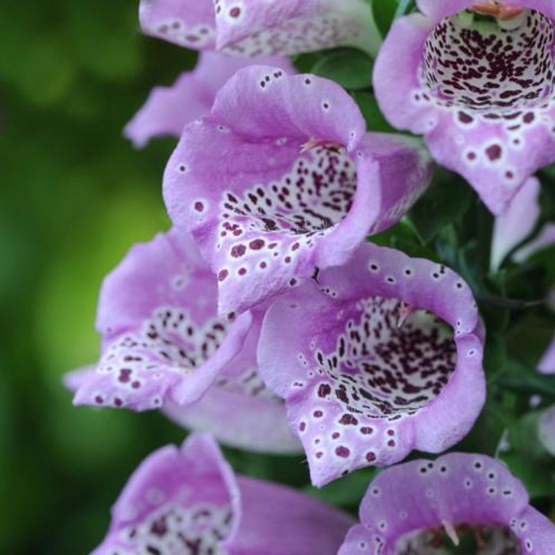 Digitalis purpurea Lavender Carousel -Frø- Revebjelle 