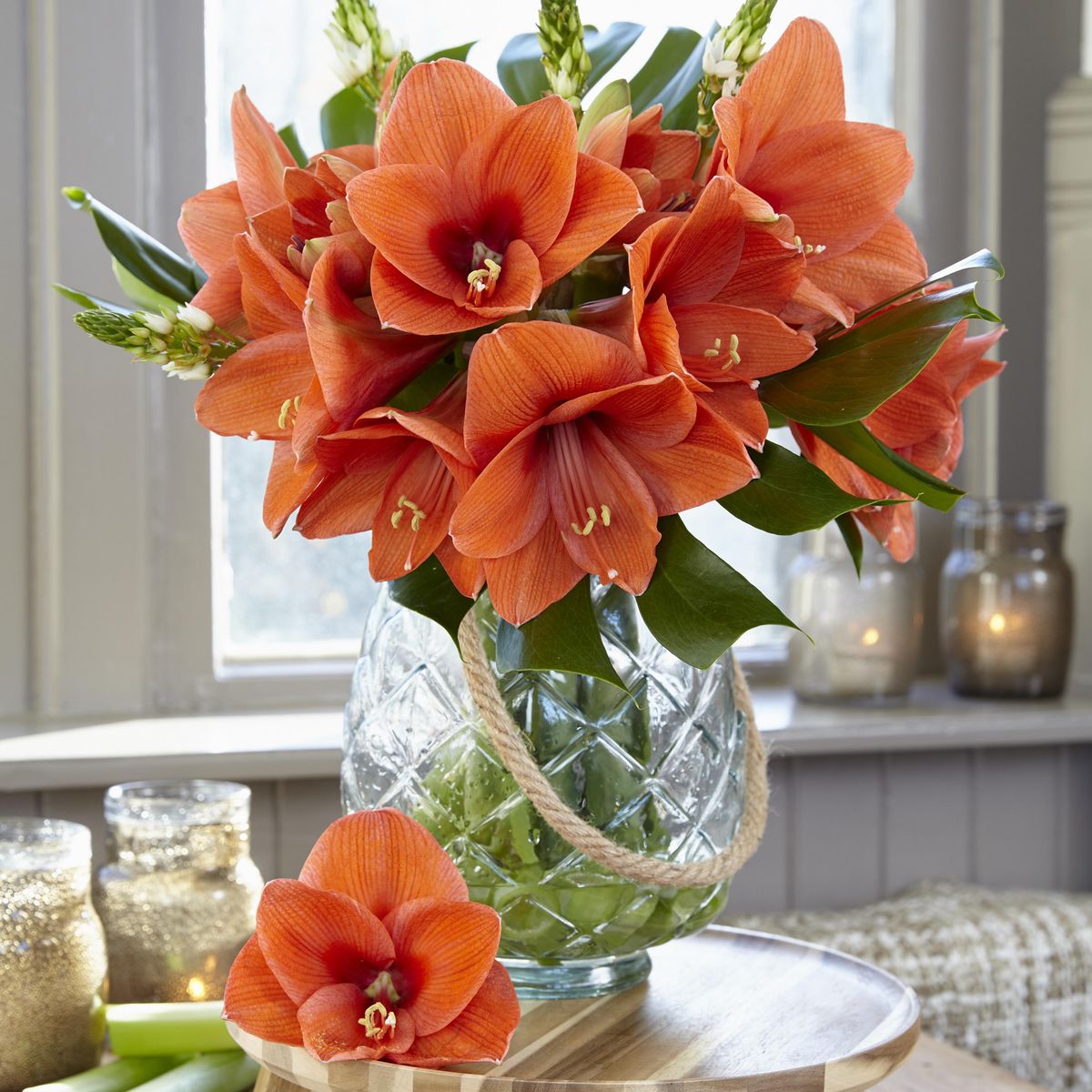 Amaryllis Naranja - 1 løk