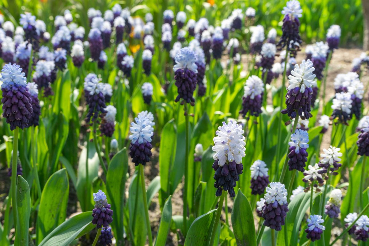 Muscari Grape Ice. Perleblomst - 10 løk