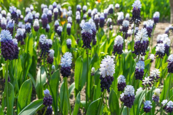 Hovedbilde Muscari Grape Ice. Perleblomst - 10 løk