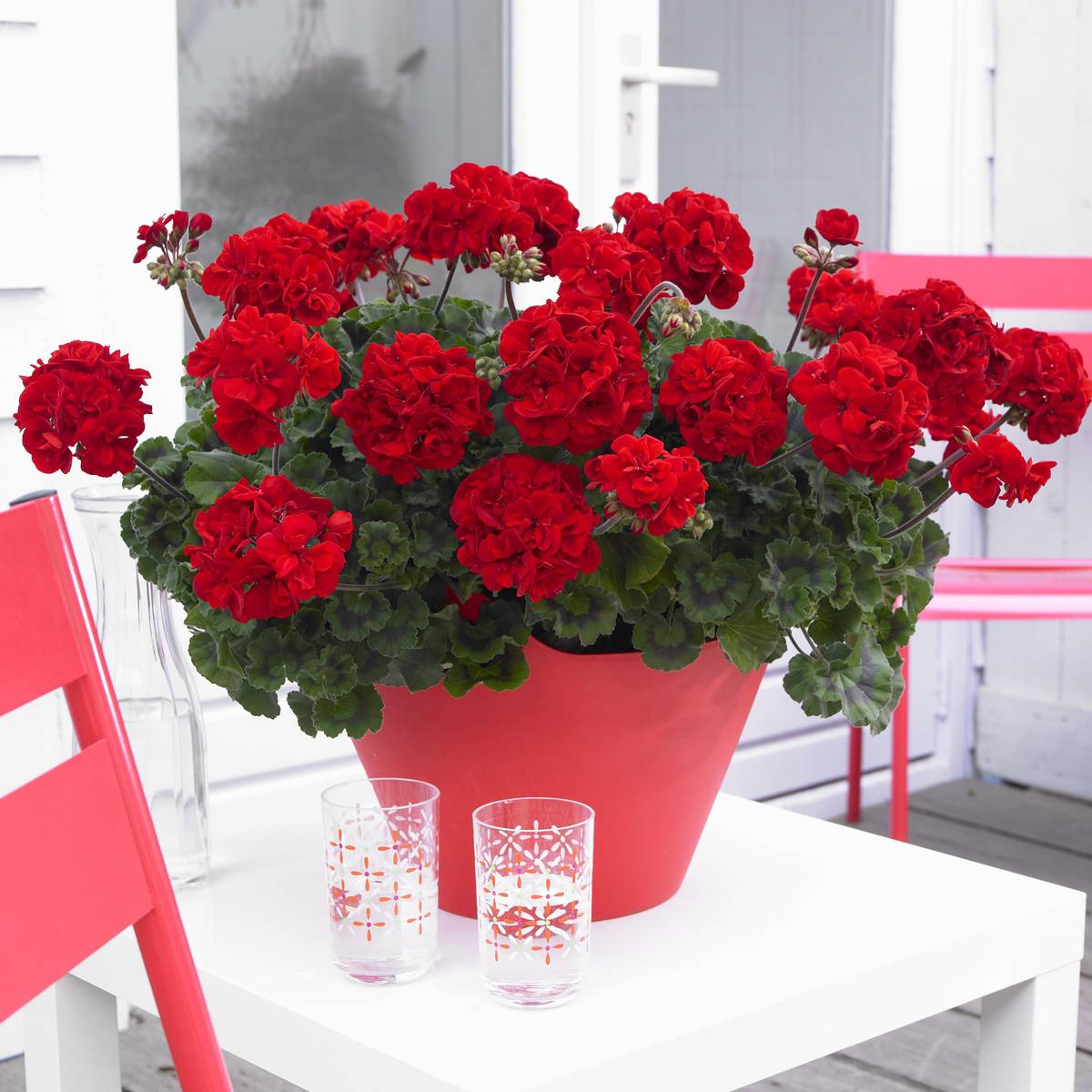 Pelargonium zon. Bernd i 10,5 cm potte.