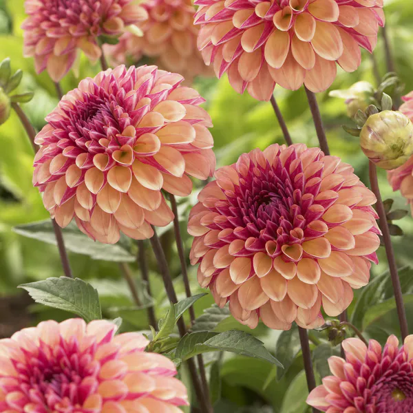 Hovedbilde Dahlia Palmares - 1 knoll