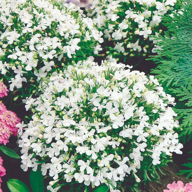 Lobelia Riviera White -Frø-