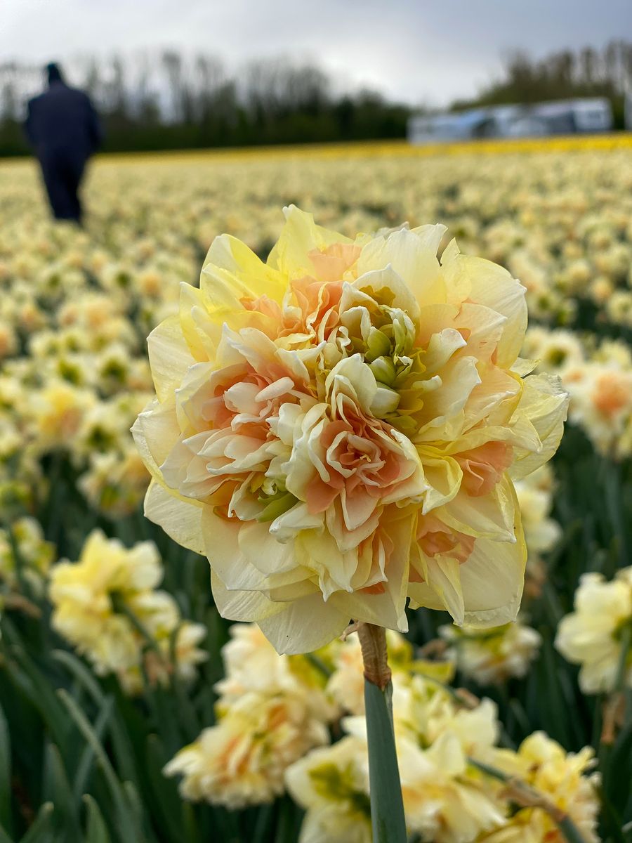 Trompetlilje Pom Pom Rose - 3 løk