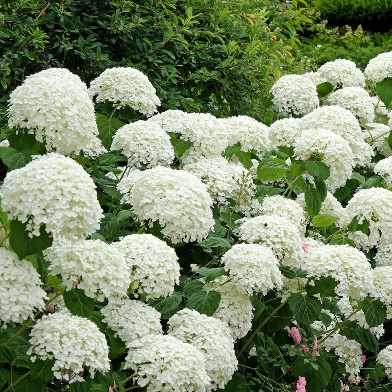 Hydrangea arborescens Annabelle. Vierhortensia - 1 barrotplante