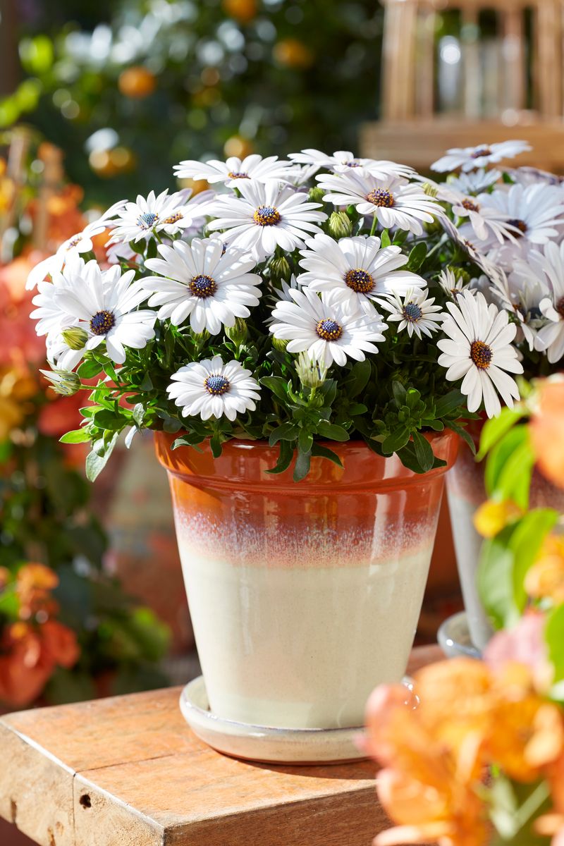 Osteospermum Blanca hvit. Afrikansk margeritt - 1 plante i 10,5 cm potte