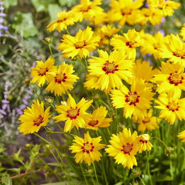 Hovedbilde Coreopsis Solar Mellow. Kransvakkerøye  1 rot