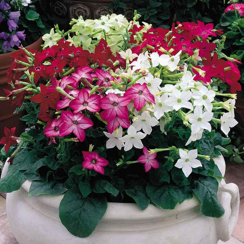 Nicotiana alata Saratoga Mix -Frø- Prydtobakk