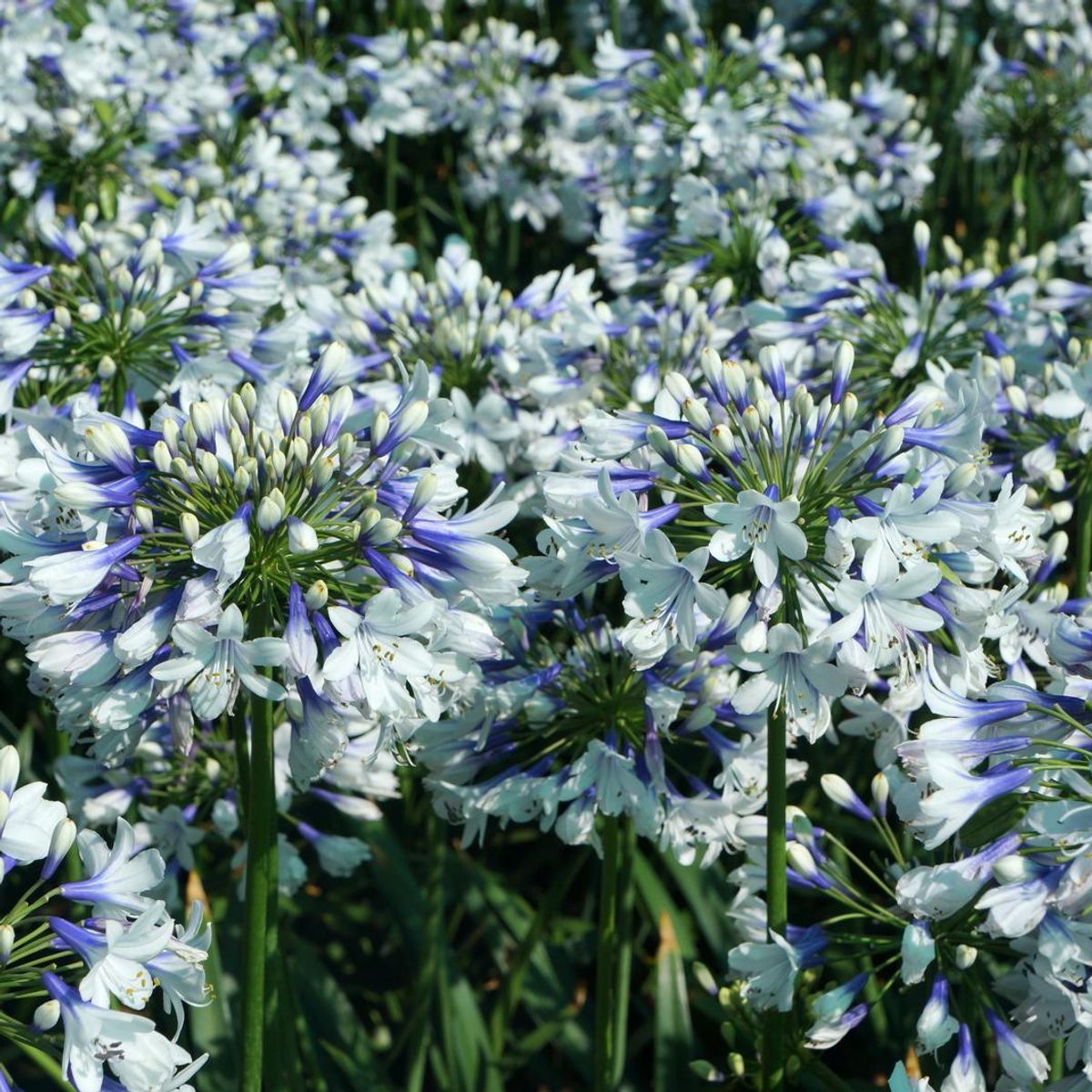 Agapanthus Twister. Afrikansk lilje - 1 rot