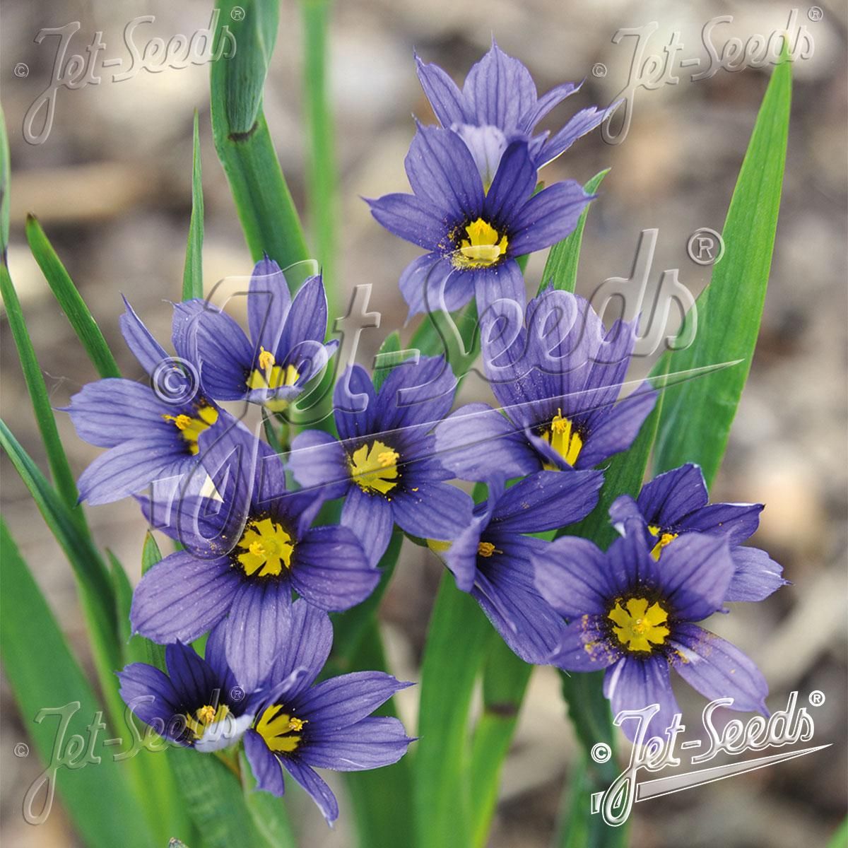 Sisyrinchium idahoense var. macounii Moody Blues -Frø-