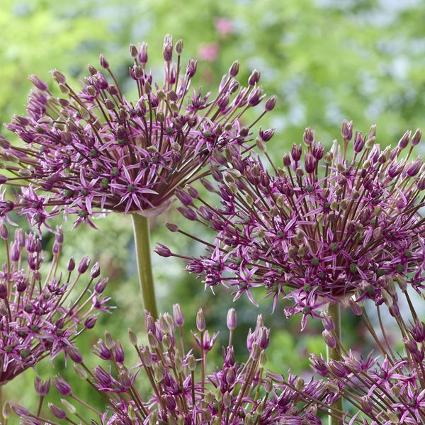 Hovedbilde Allium Toabago - 8 løk