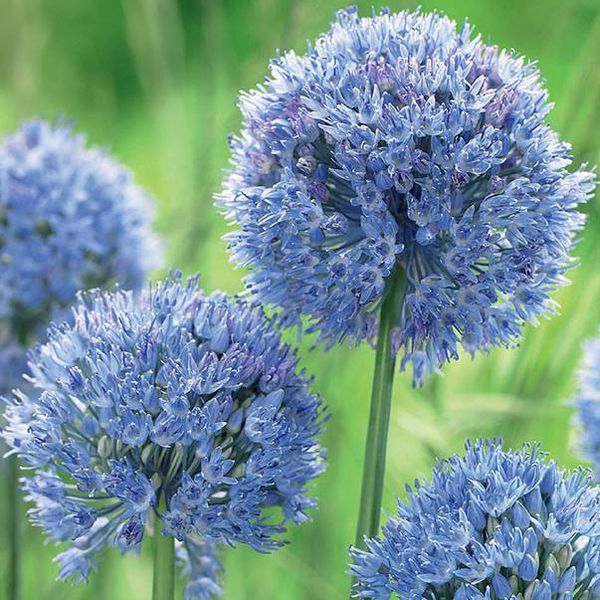 Hovedbilde Allium Caeruleum - 10 løk