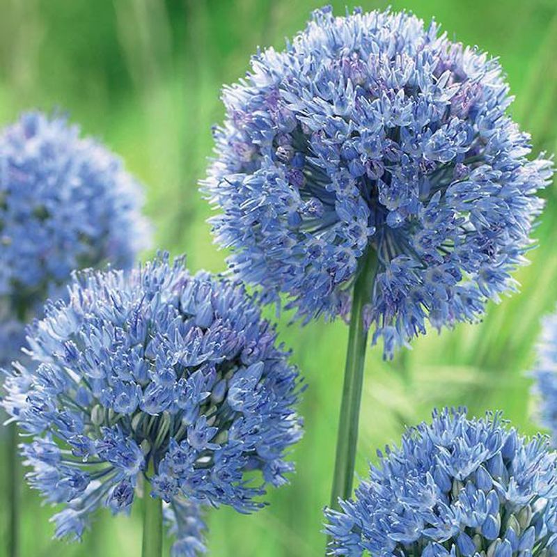 Allium Caeruleum - 10 løk