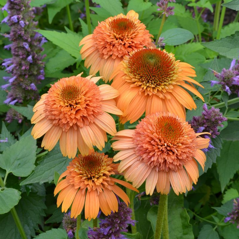 Echinacea purpurea Supreme Cantaloupe - Solhatt - 1 rot