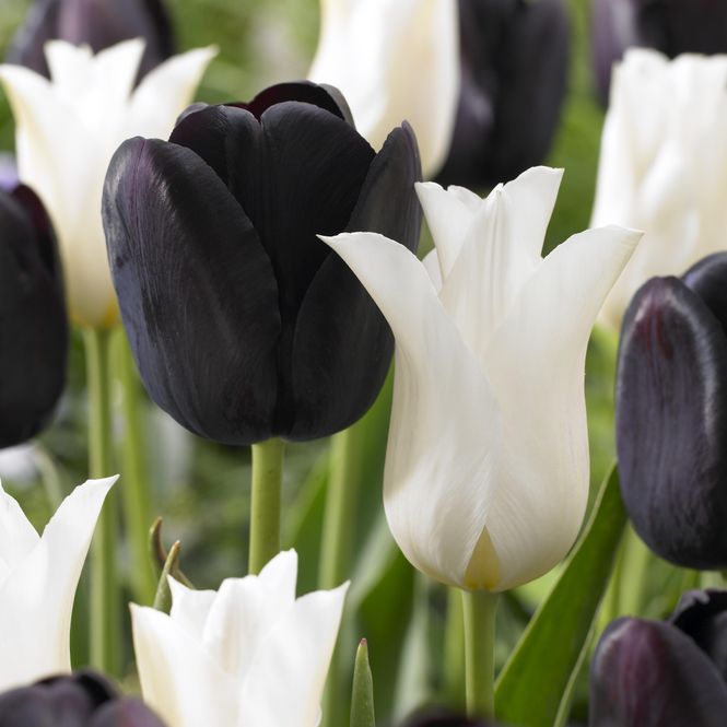 Hovedbilde Mix av Tulipaner Queen at Night og White Elegance ...