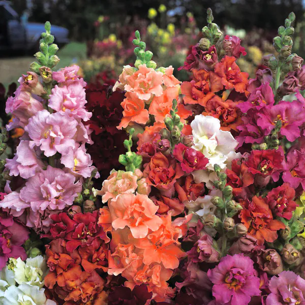 Hovedbilde Anthirrhinum majus Madame Butterfly Mix. -Frø- ...