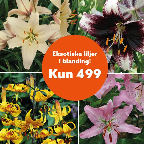 Bilde av Eksotiske liljer i blanding - 18 liljelø