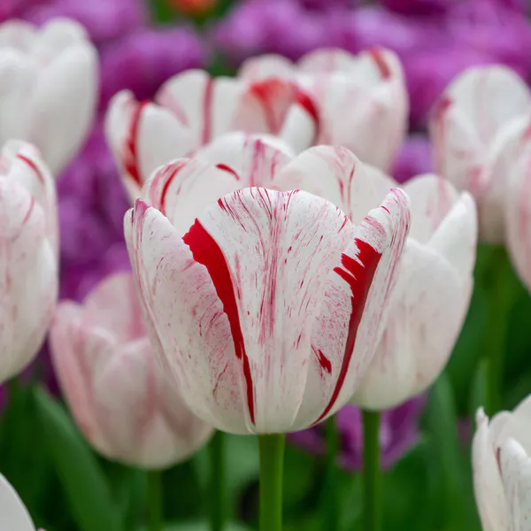 Hovedbilde Tulipan One Direction - 6 løk
