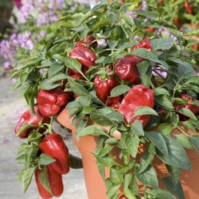 Paprika Redskin F1 -Frø-