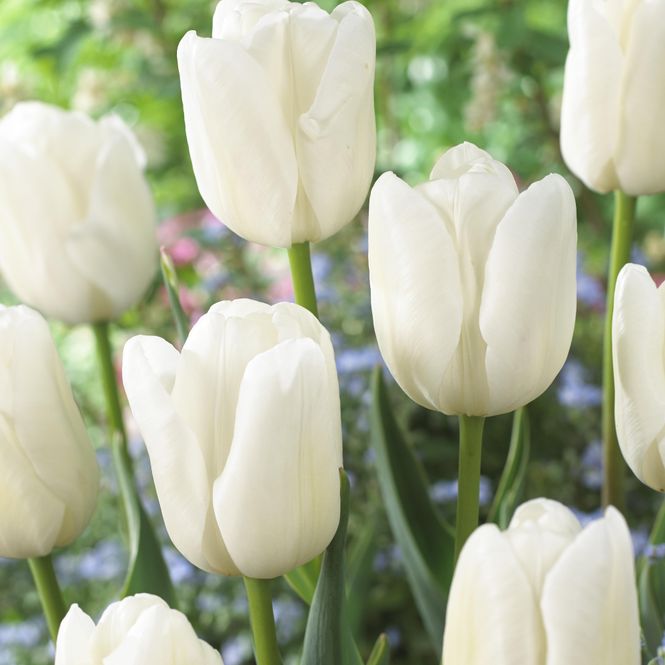 Hovedbilde Tulipan White Dream - 50 løk 