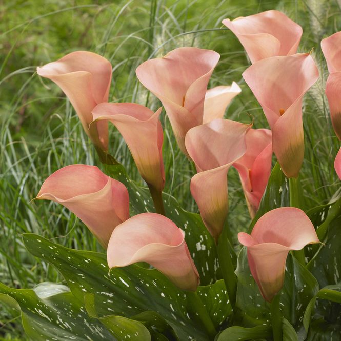 Hovedbilde Calla Auckland - 3 knoller