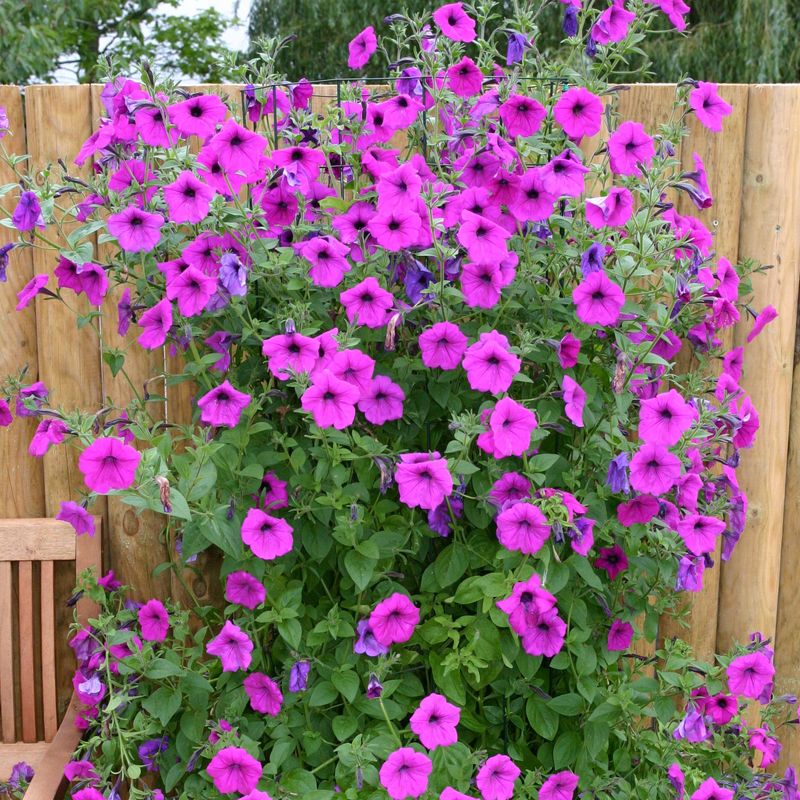 Petunia hybrida Tickled Pink -Frø-