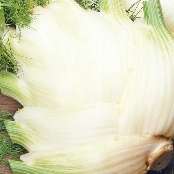 Hovedbilde Fennikel Fino -Frø-