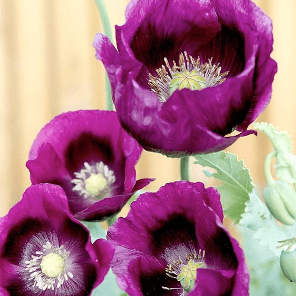 Hovedbilde Papaver somniferum Laurens Grape. Valmue -Frø-