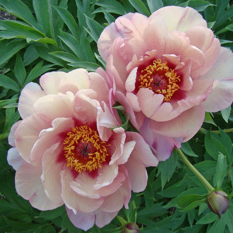 Paeonia itoh Berry Berry Fine. Edelpeon - 1 rot 