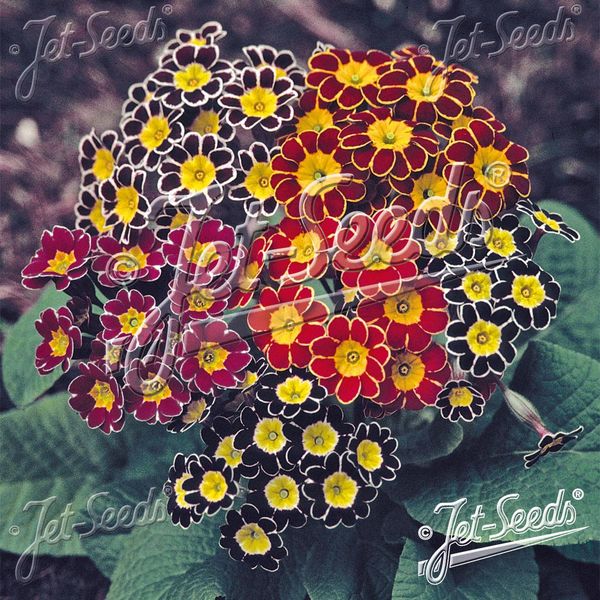 Hovedbilde Primula elatior-Hybr Victorian Laced Primroses ...