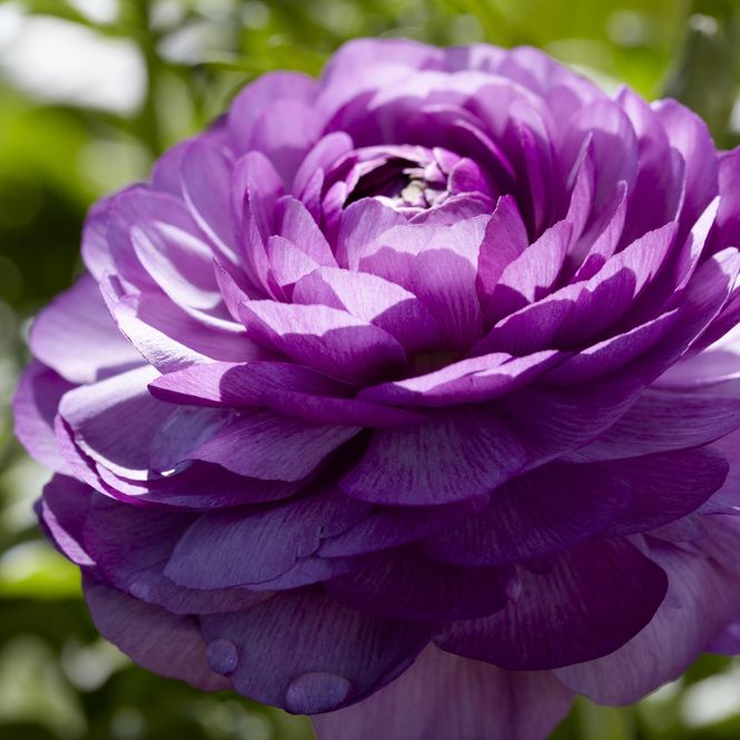 Hovedbilde Ranunculus Lilla  Hageranunkel - 10 knoller
