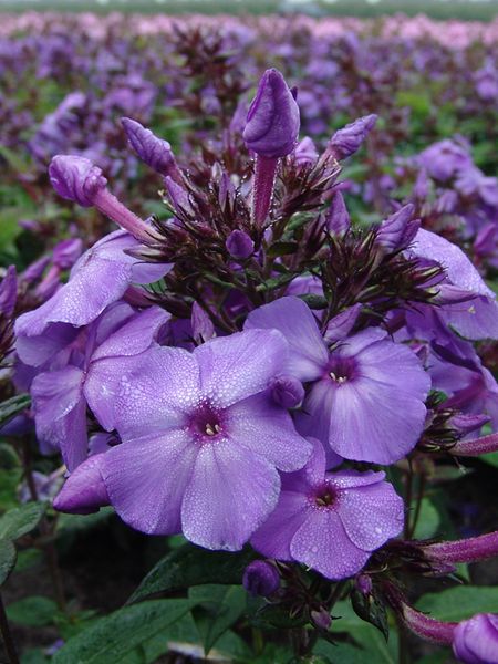 Hovedbilde Phlox paniculata Blue Paradise. Høsfloks  1 rot